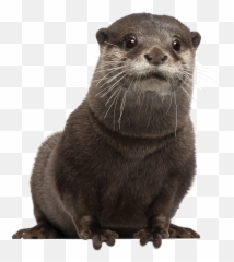 Download Hd Png Otter Transparent