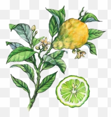 Perfume S By Shakira Perfumes - Bergamot Drawing Png,Shakira Png