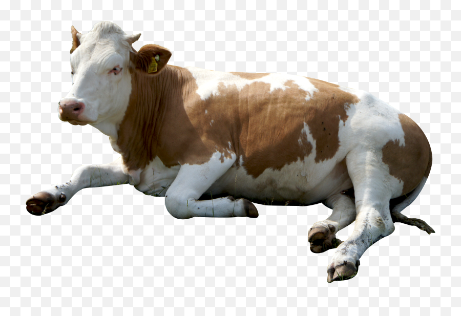 Cow Png Image Free Cows Picture - Sitting Cow Png,Cattle Png