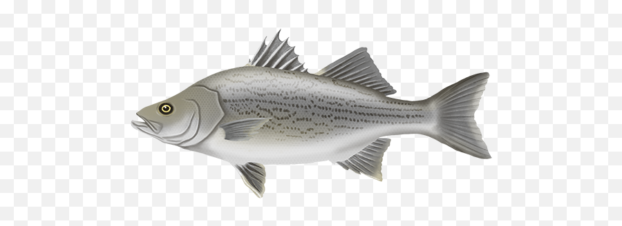 Httpswwwnevadafishreportscomfish597arctic - Grayling Striped Bass Png,Largemouth Bass Png