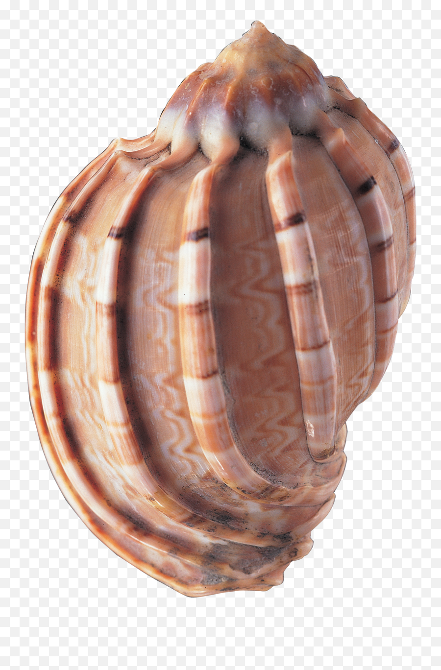 Seashell Png - Sea Shells,Sea Shell Png