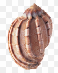 Seashell Png - Shells