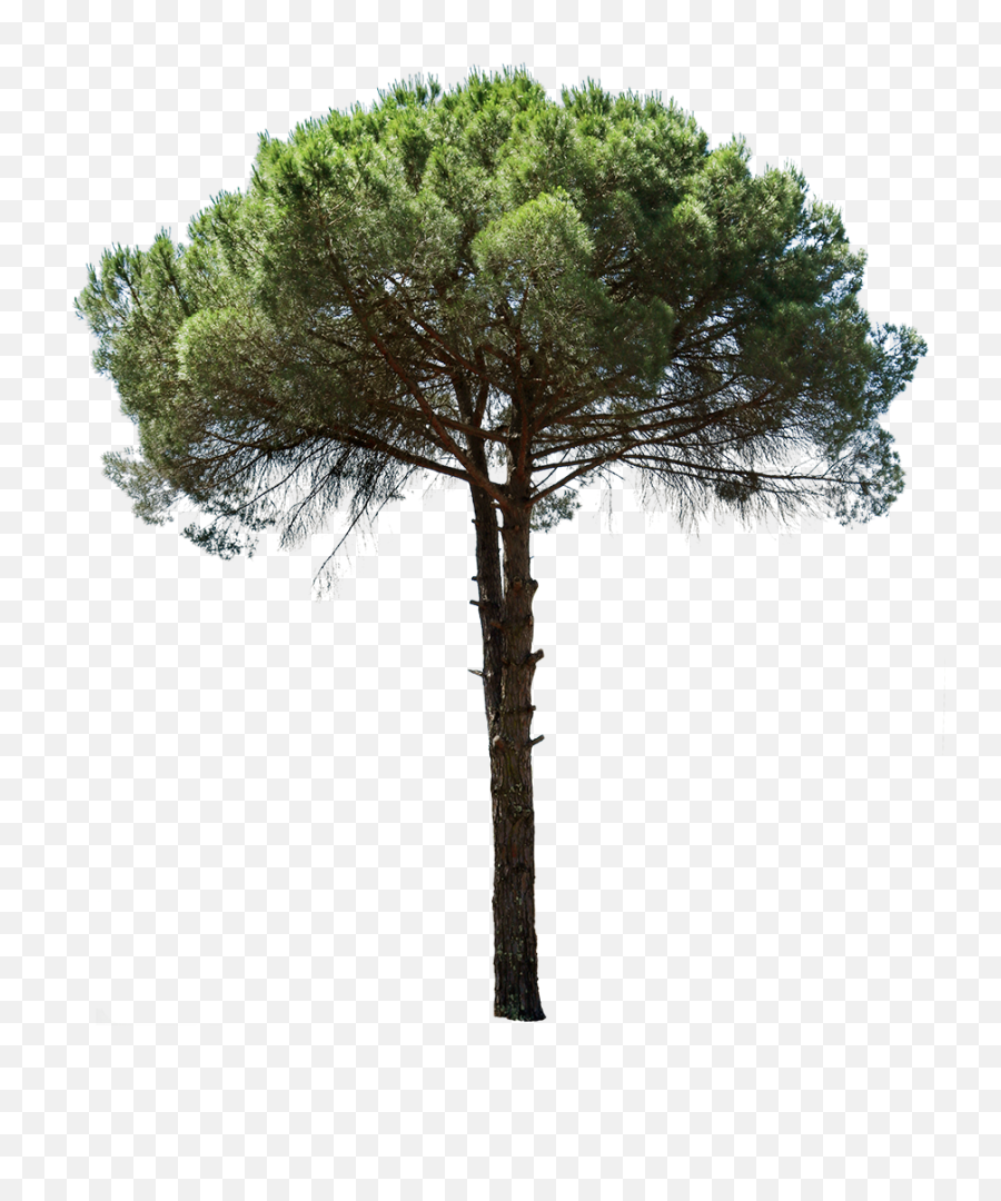 Cutout Trees U2013 Tagged Mediterranean - Pinus Png Cut Out,Pine Trees Png