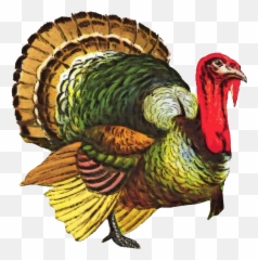 4570book Colored Turkey Clipart Png In Pack 5118 - Vintage Turkey,Turkey Clipart Png
