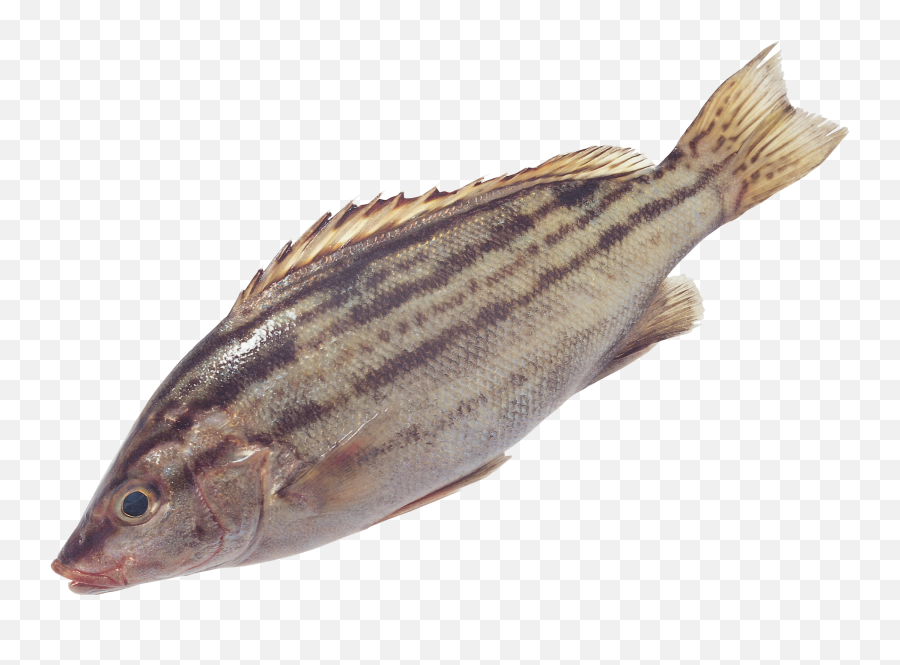 Fish Transparent Png File Web Icons Bass