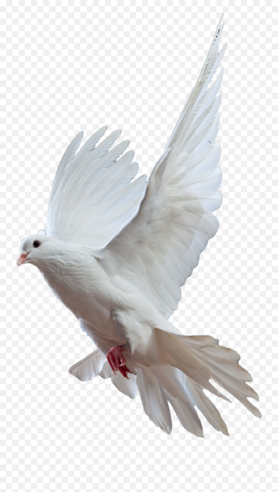 Free Dove Transparent Background - Pigeon Png,Dove Transparent Background