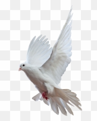 Free Dove Transparent Background - Pigeon Png