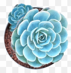 Succulent Pictorial Guide - Succulent Plant Png,Succulent Png