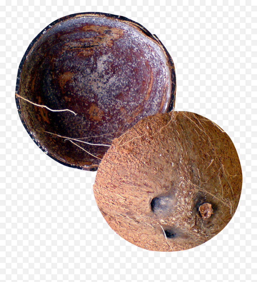 Coconut Png Images - Coconut Shell Png,Coconuts Png