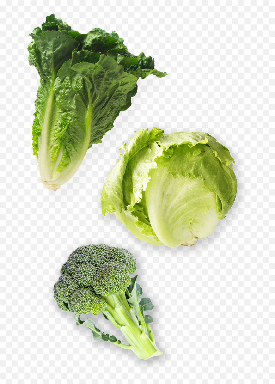 Lettuce Clipart Broccoli - Romaine And Iceberg Transparent Lettuce Countdown Png,Brocolli Png
