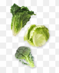 Lettuce Clipart Broccoli - Romaine And Iceberg Transparent Lettuce Countdown Png,Brocolli Png