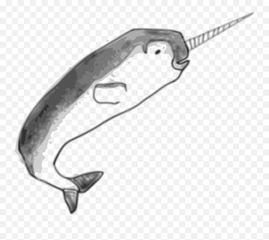 Narwhal Clipart - Science Drawings Of Narwhal Png,Narwhal Png