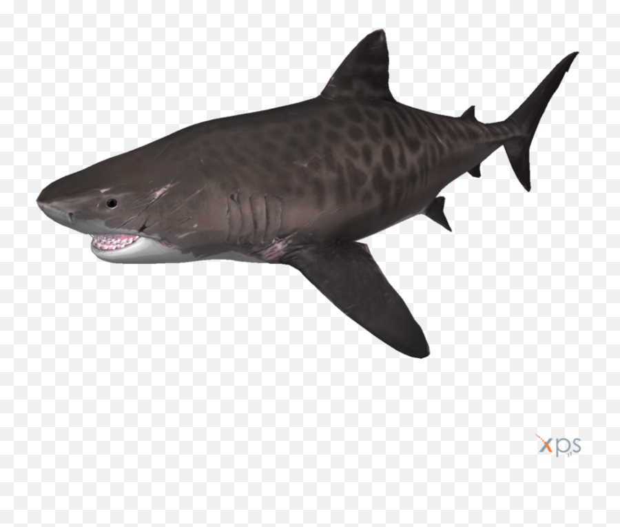 Cng Ng Steam Hng Dn Shark Facts - Tiger Shark Transparent Background Png,Shark Transparent Background