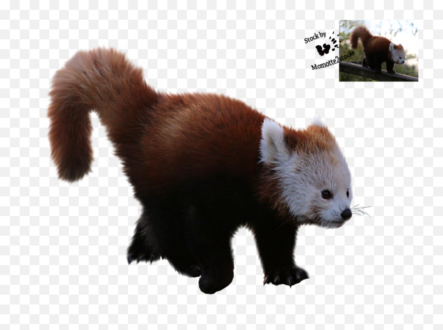 Red Panda Png Transparent - Red Panda Hd Png,Red Panda Transparent
