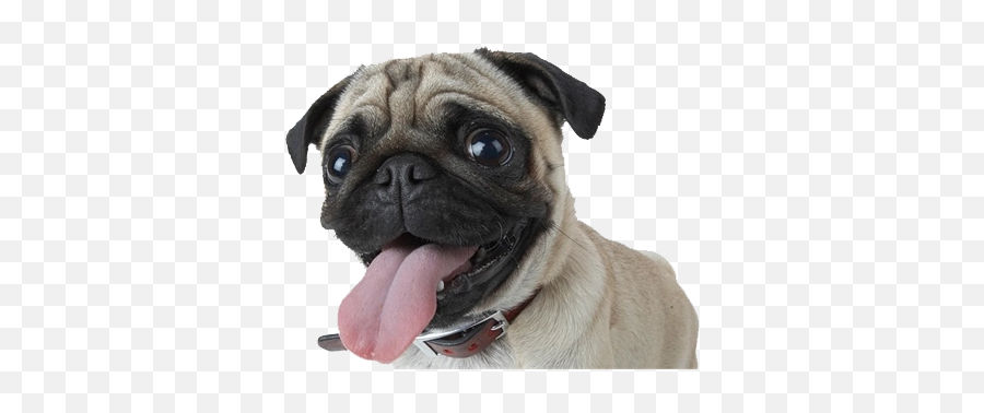 Perro Pug Png Uploaded - Pet Shop In Pondicherry,Pug Png