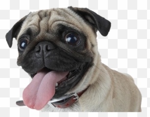 Perro Pug Png Uploaded - Pet Shop In Pondicherry,Pug Png