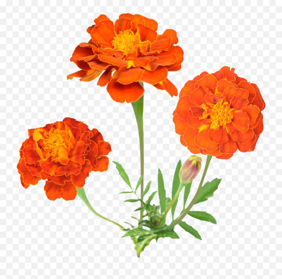 Download Hd Mexican Flowers Png - Marigold,Mexican Flowers Png