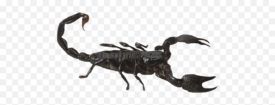 Scorpion Transparent Background - Scorpion Png,Scorpion Png