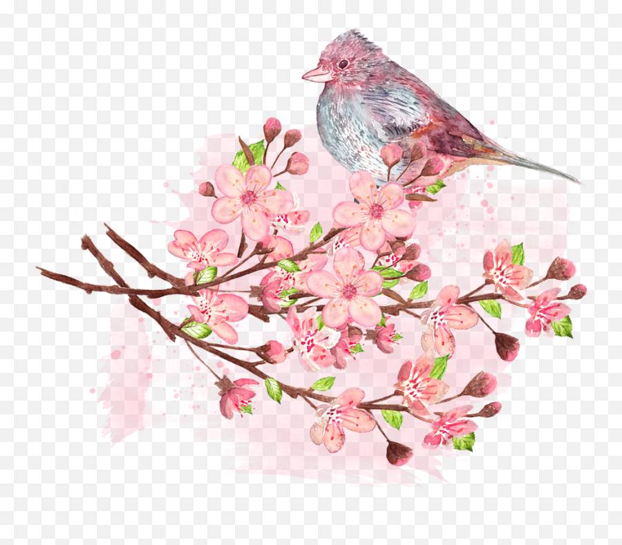 Cherry Blossoms 2018 - Sakura Forecast Dates Japan Korea American Rosefinches Png,Cherry Blossoms Png