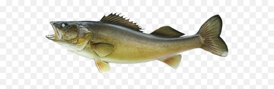 Download Walleye - Walleye And Trout Full Size Png Image Walleye Fish Walleye Background,Trout Png