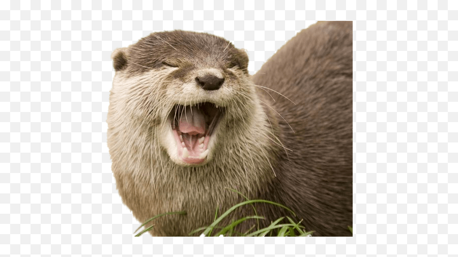 Yawning Otter Transparent Png - River Otters Holding Hands,Otter Png