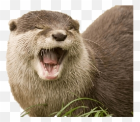 Yawning Otter Transparent Png - River Otters Holding Hands,Otter Png