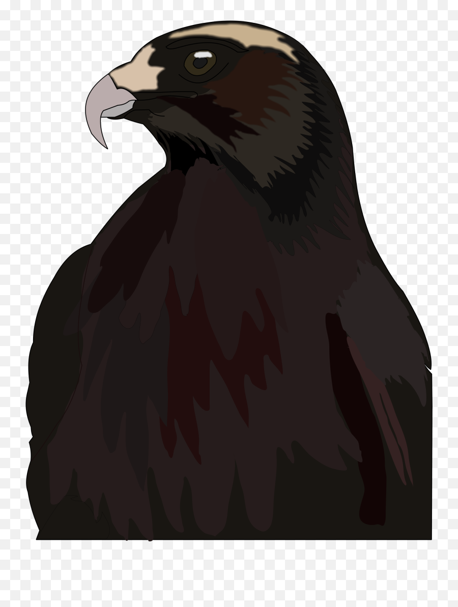 Red - Falcon Png,Hawk Png