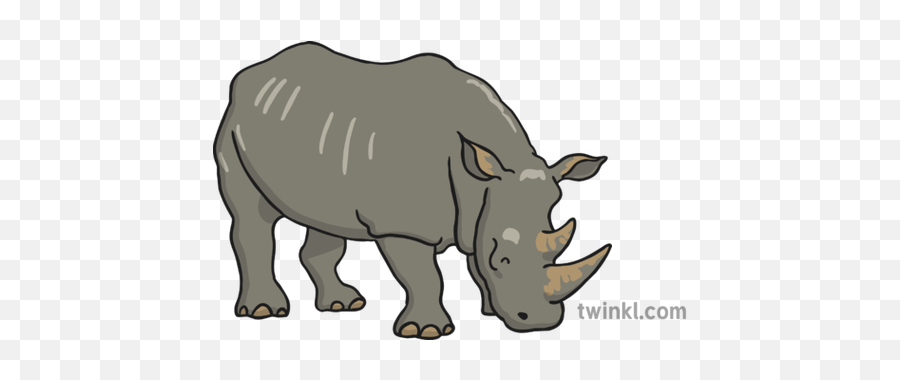 Rhinoceros 1 Illustration - Rhino Twinkl Png,Rhinoceros Png