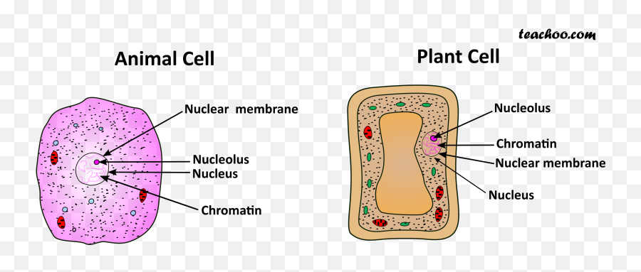 Animal Cell Png - Both Plance And Cell Diagram 4157986 Cell Membrane In Plant And Animla Cell,Cell Png