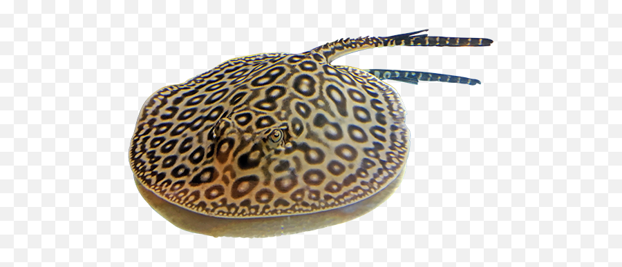 Clipart With A Transparent Background - Freshwater Rays Png,Stingray Png