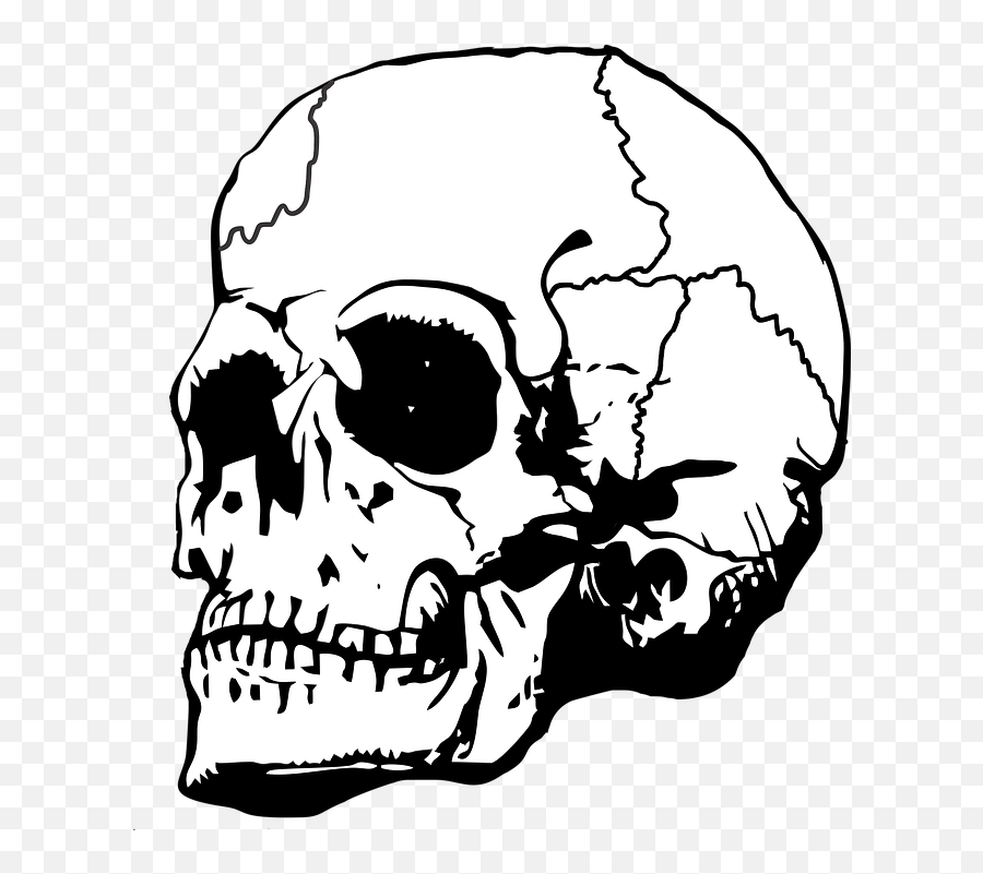 Skull Bone Bones - Free Vector Graphic On Pixabay Queen Skull With A Crown Png,Skull And Bones Png