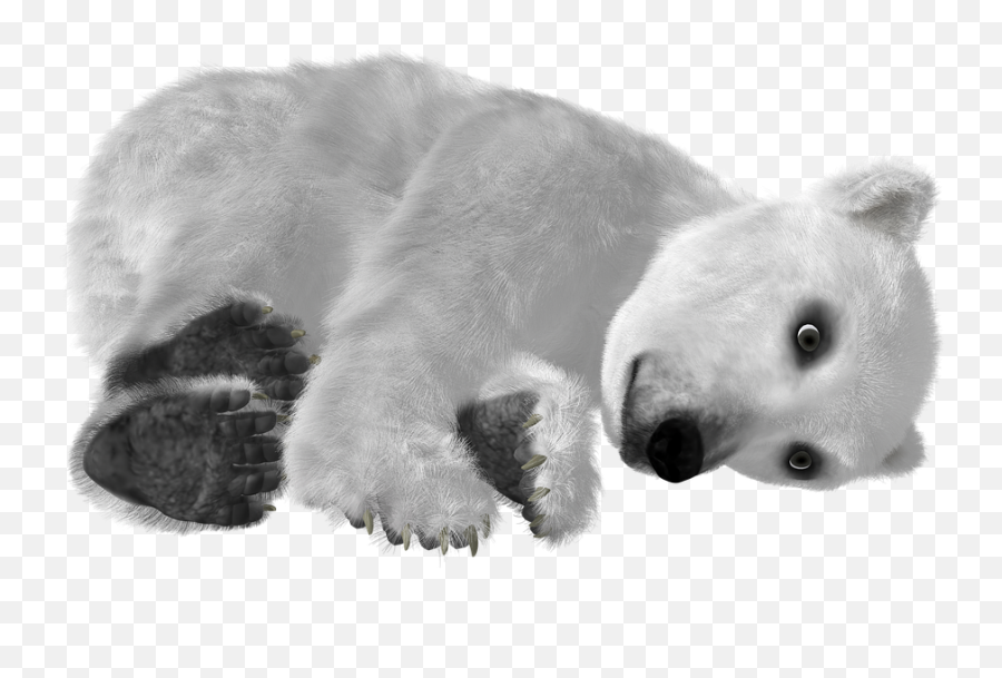 Download Polar Bear Png Transparent Images - Polar Bear,Polar Bear Png