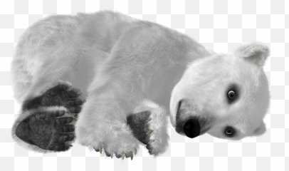 Download Polar Bear Png Transparent Images - Polar Bear,Polar Bear Png