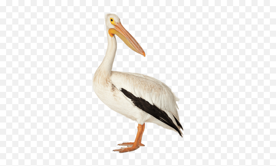 Download Free Png Brown - Pelican Png,Pelicans Logo Png