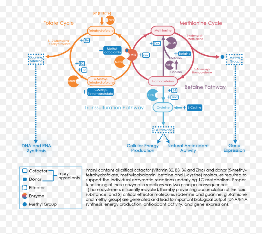 Biology - Impryl Usa Vertical Png,Metabolism Icon