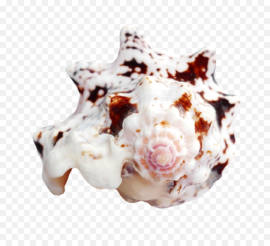 Ocean Sea Shell Png Transparent Image - Portable Network Graphics,Sea Shell Png