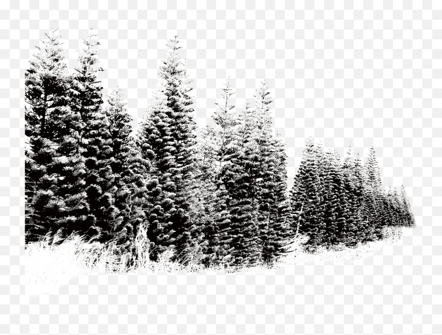 Pine Tree Png Snow Picture 819814 - Trees In Snow Png,Pine Trees Png