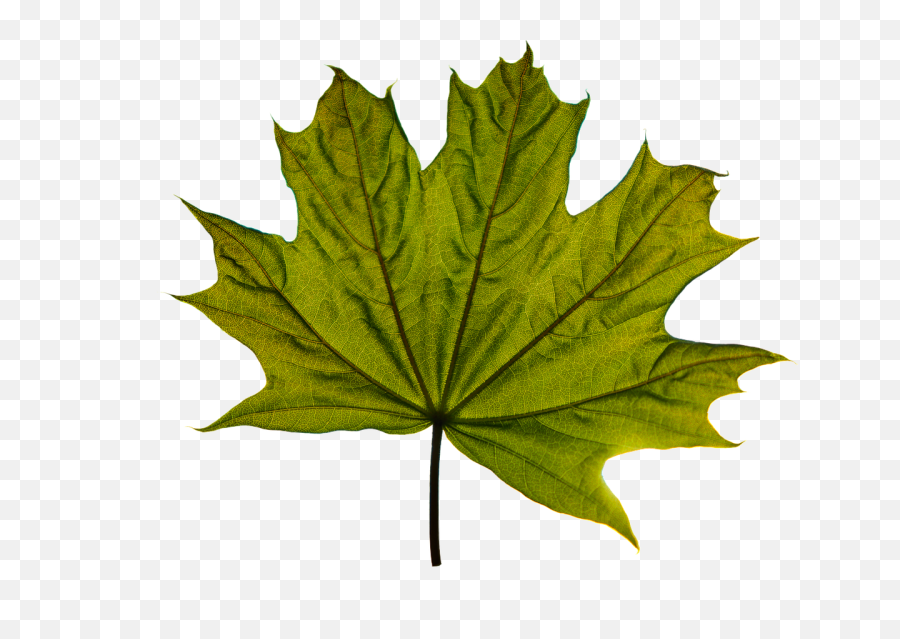 Maple Leaf Green Transparent - Free Image On Pixabay Maple Leaf Vector Free Png,Green Transparent Background