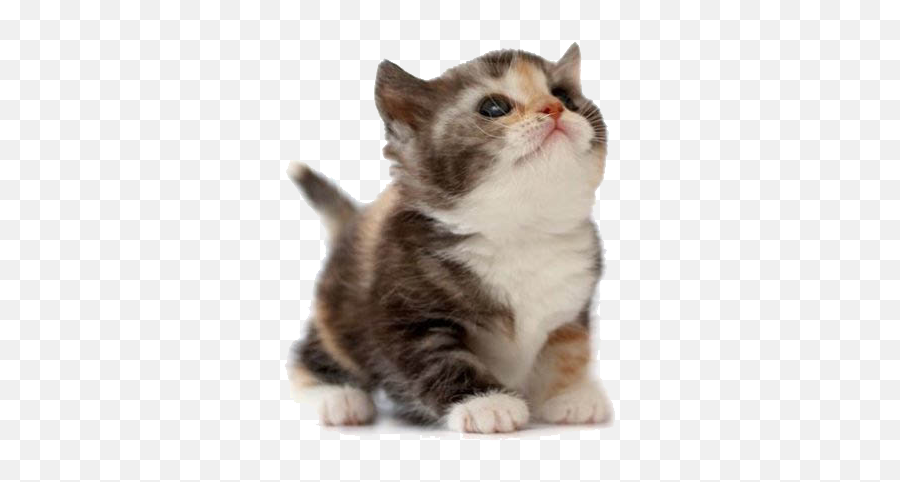 Funny - Transparent Cute Cat Png,Cute Cat Png