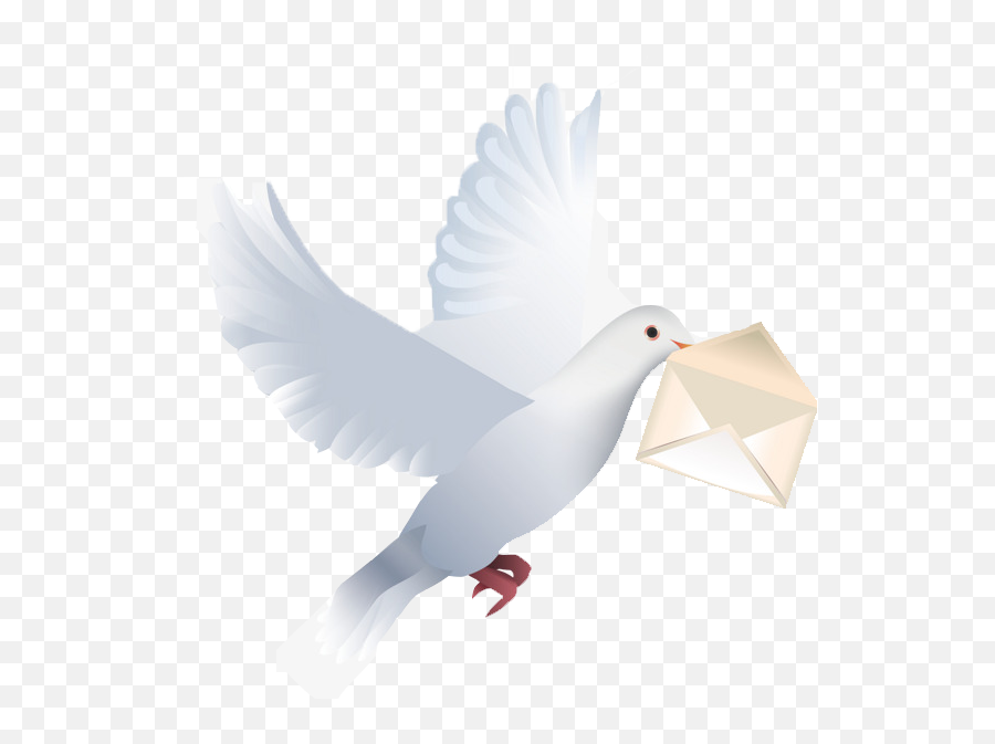 Pigeon Png Free Download