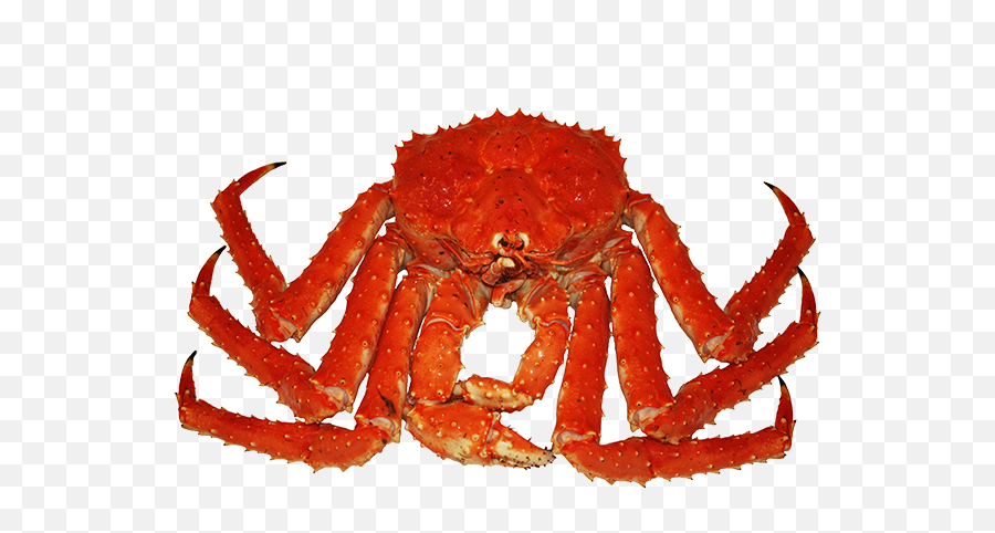 King Crab Png Image - Long Leg Crab Png,Crab Transparent Background