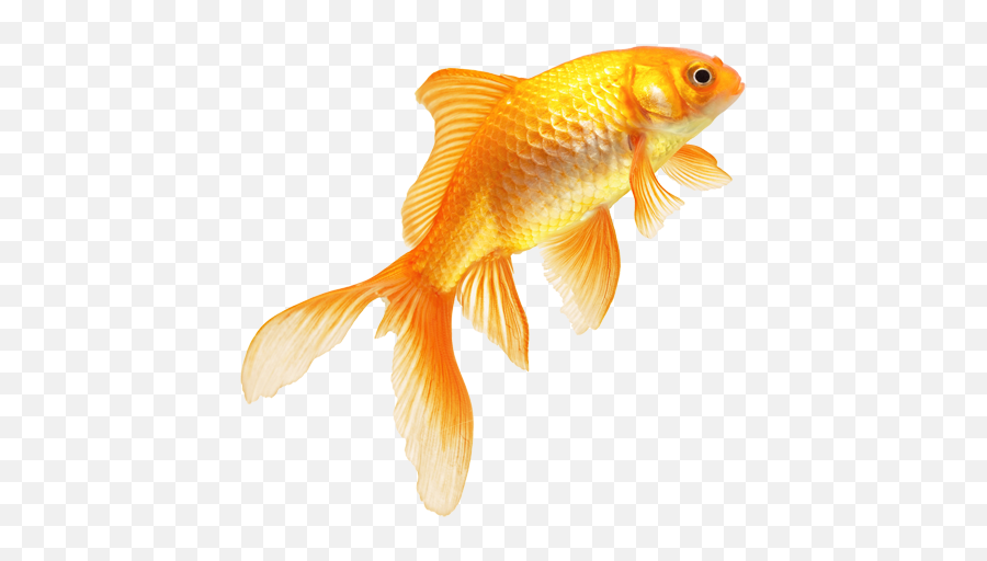 Golden Fish Png Transparent Image - Goldfish Png,Fish Png Transparent