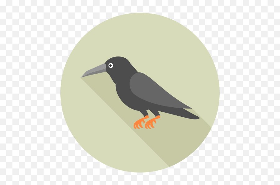 Crow Png Icon 5 - Png Repo Free Png Icons Hummingbird,Crow Transparent