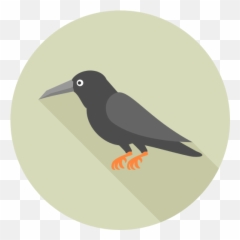Crow Png Icon 5 - Png Repo Free Png Icons Hummingbird,Crow Transparent