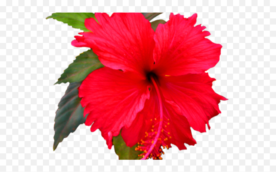 Hibiscus Clipart Red Hawaiian Flower - Shoe Flower Clipart Png,Hawaiian Flower Png