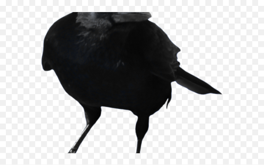 Raven Clipart Transparent Background - Transparent Background Crow Transparent Png,Raven Transparent