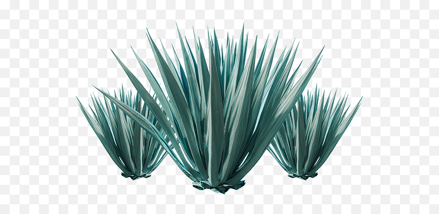 Agave Plant Azul Grass Leaf - Agave Tequilana Png,Yucca Png