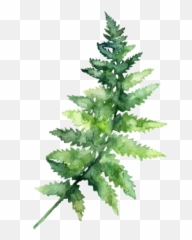 Download Report Abuse - Watercolor Leaves Png Transparent