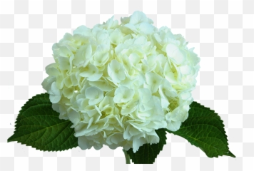 Ng - Hydrangeas Png,Hydrangea Png