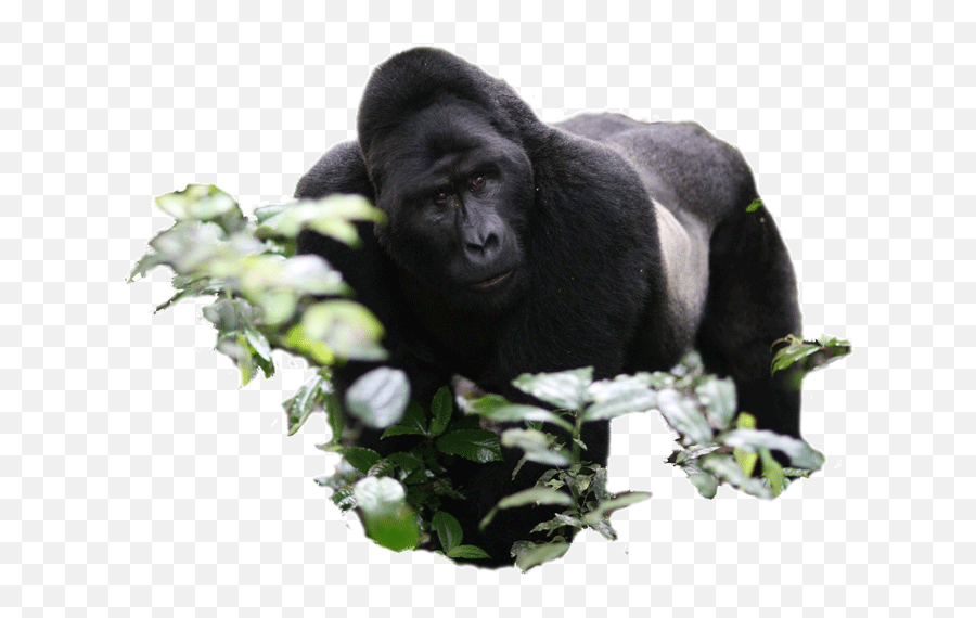 Gorillaland Safaris Churchillu0027s Pearl Safari - Monkey Png,Gorilla Transparent Background